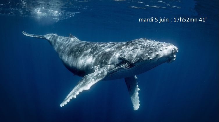 Baleine et plongeur