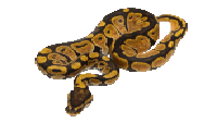 Python